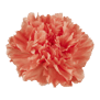 Carnation (Orange)