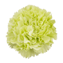 Carnation (Green)