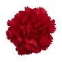 Spray Carnation (Red)