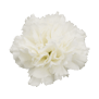 Carnation (White)