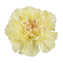 Carnation (Yellow)