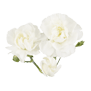 Carnation spray (White)