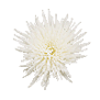 Chrysanthemum Bloom (White)