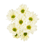 Chrysanthemum spray (Cream)