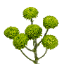 Chrysanthemum spray (Green)