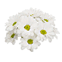 Chrysanthemum spray (White)