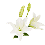 Lily Asiatic (Cream) 