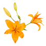Lily Asiatic (Orange)