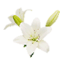 Lily Asiatic (White)