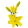 Lily Asiatic (Yellow)