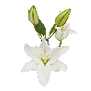 Lily Oriental (White)