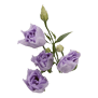 Lisianthus (Lilac)