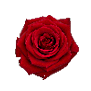 Rose (Red)