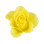 Rose (Yellow)