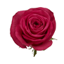 Rose large head (Cerise)