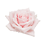 Rose large head (Pink)