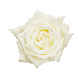 Rose large head (White)