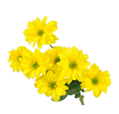 Crisantemo amarillo