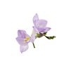 fresia (lila)