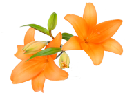 Lilium Naranja