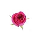 Rosa rosa oscuro